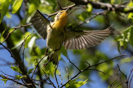 Image of Blackburnian Warbler