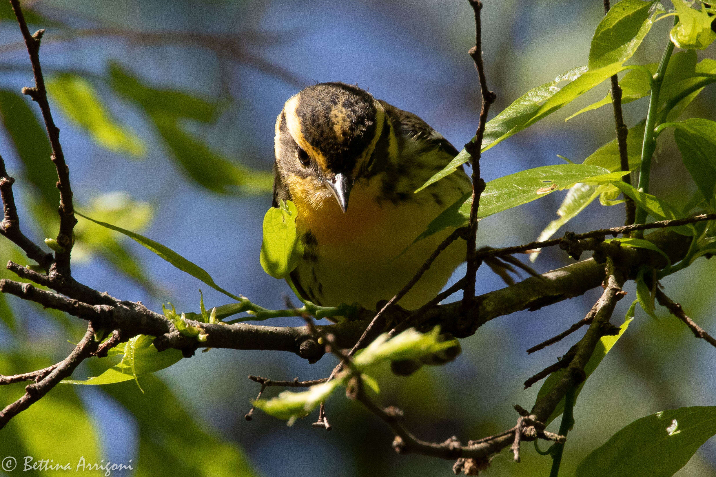 Image of Blackburnian Warbler