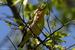 Image of Blackburnian Warbler