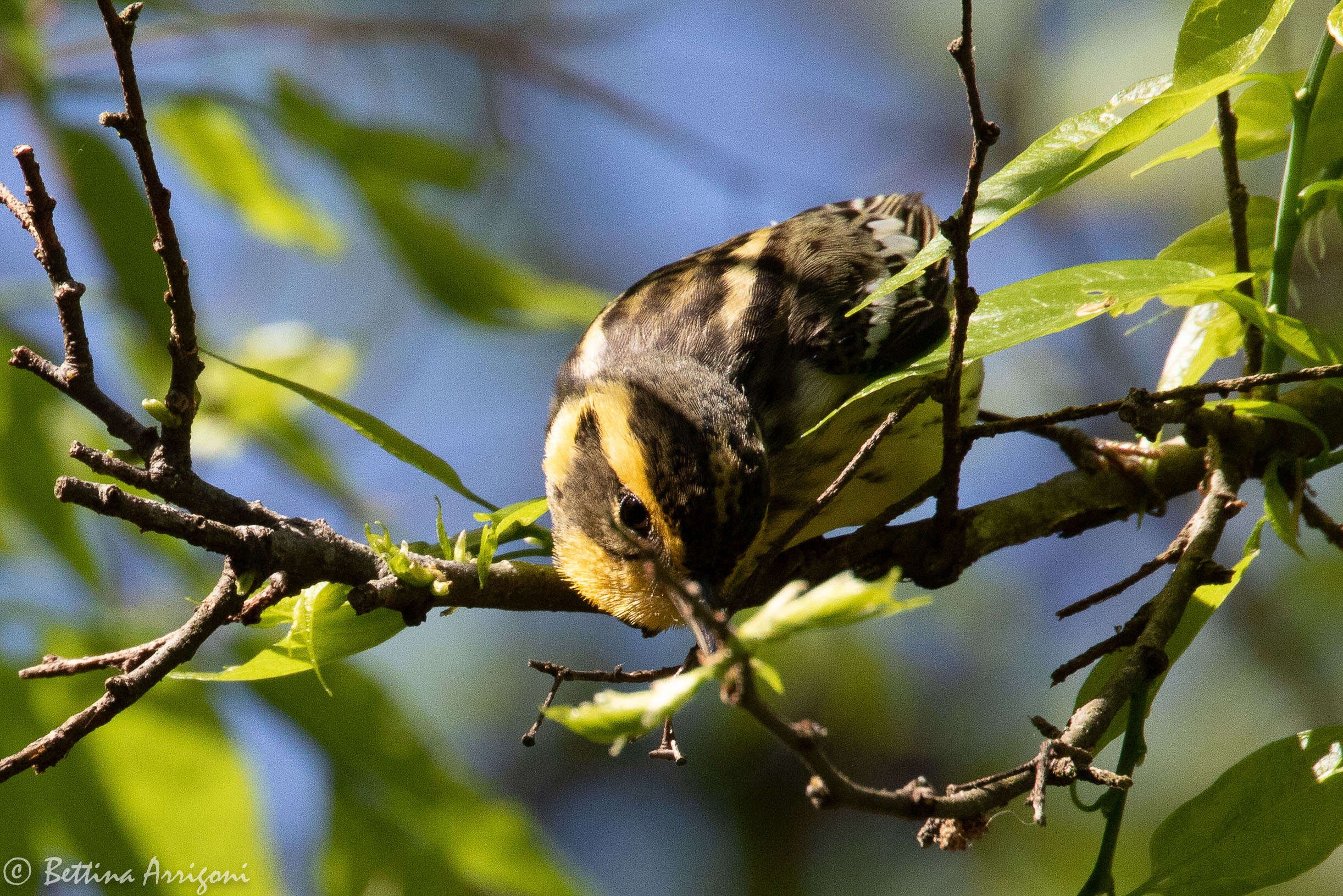 Image of Blackburnian Warbler