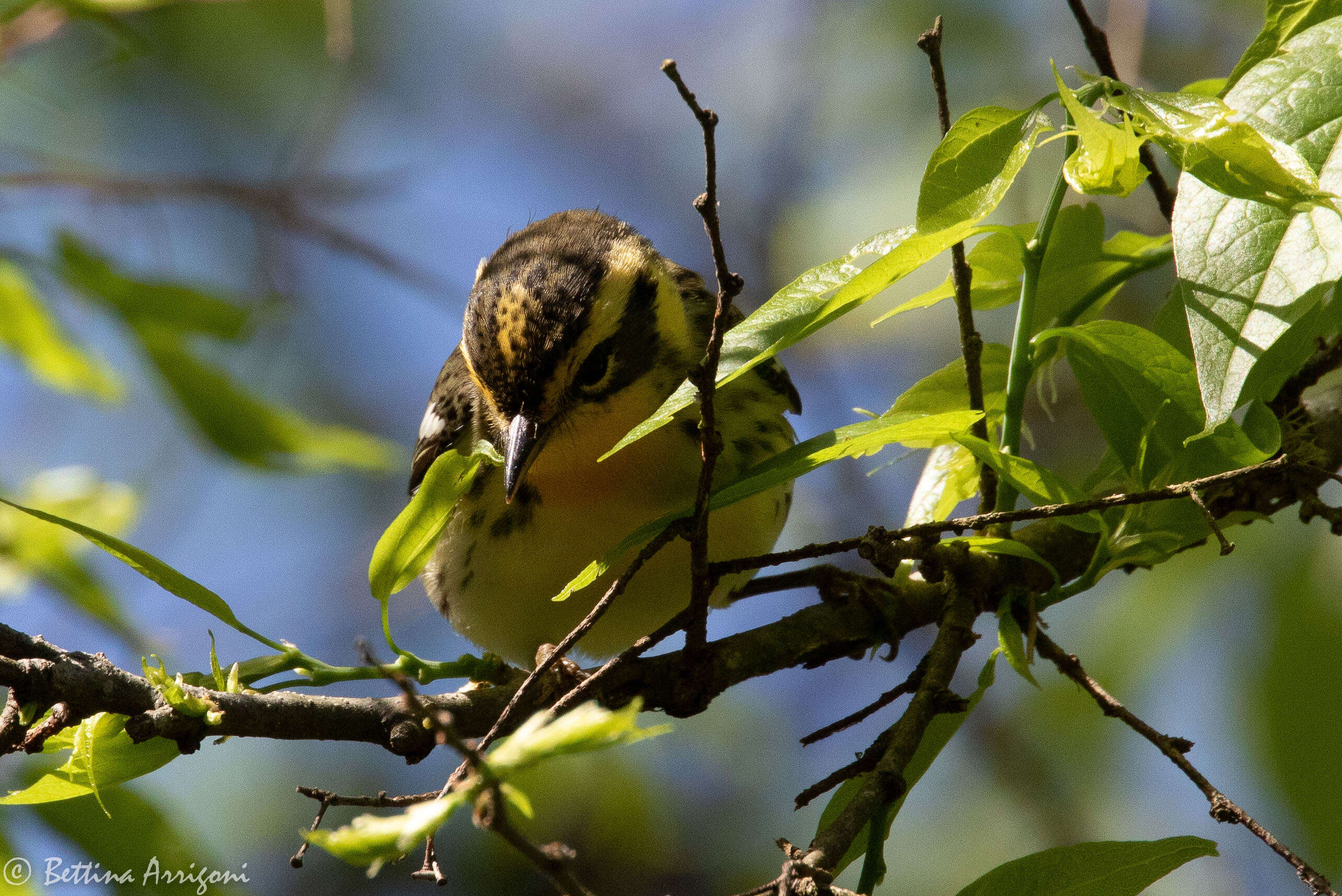 Image of Blackburnian Warbler