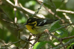 Image of Blackburnian Warbler