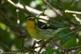 Image of Blackburnian Warbler