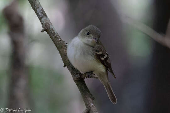 Image of Acadian Flycatcher