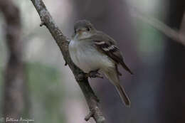 Image of Acadian Flycatcher