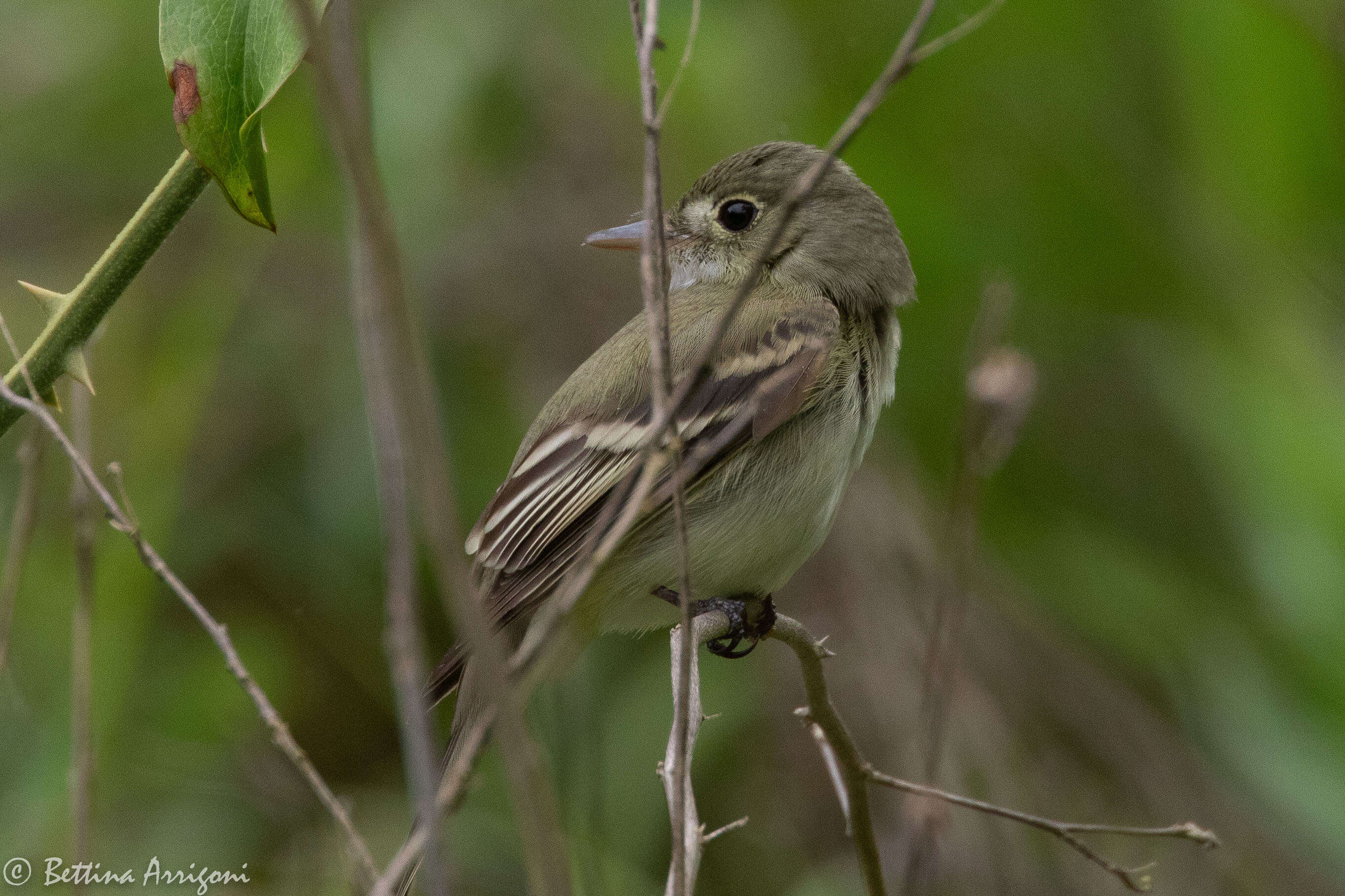 Image of Acadian Flycatcher