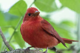 Imagem de Sanhaçu-vermelho