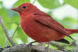 Image of Summer Tanager