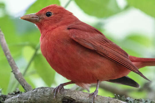 Image of Summer Tanager