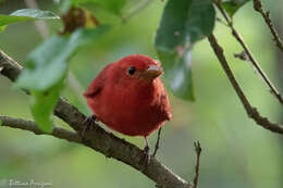 Image of Summer Tanager