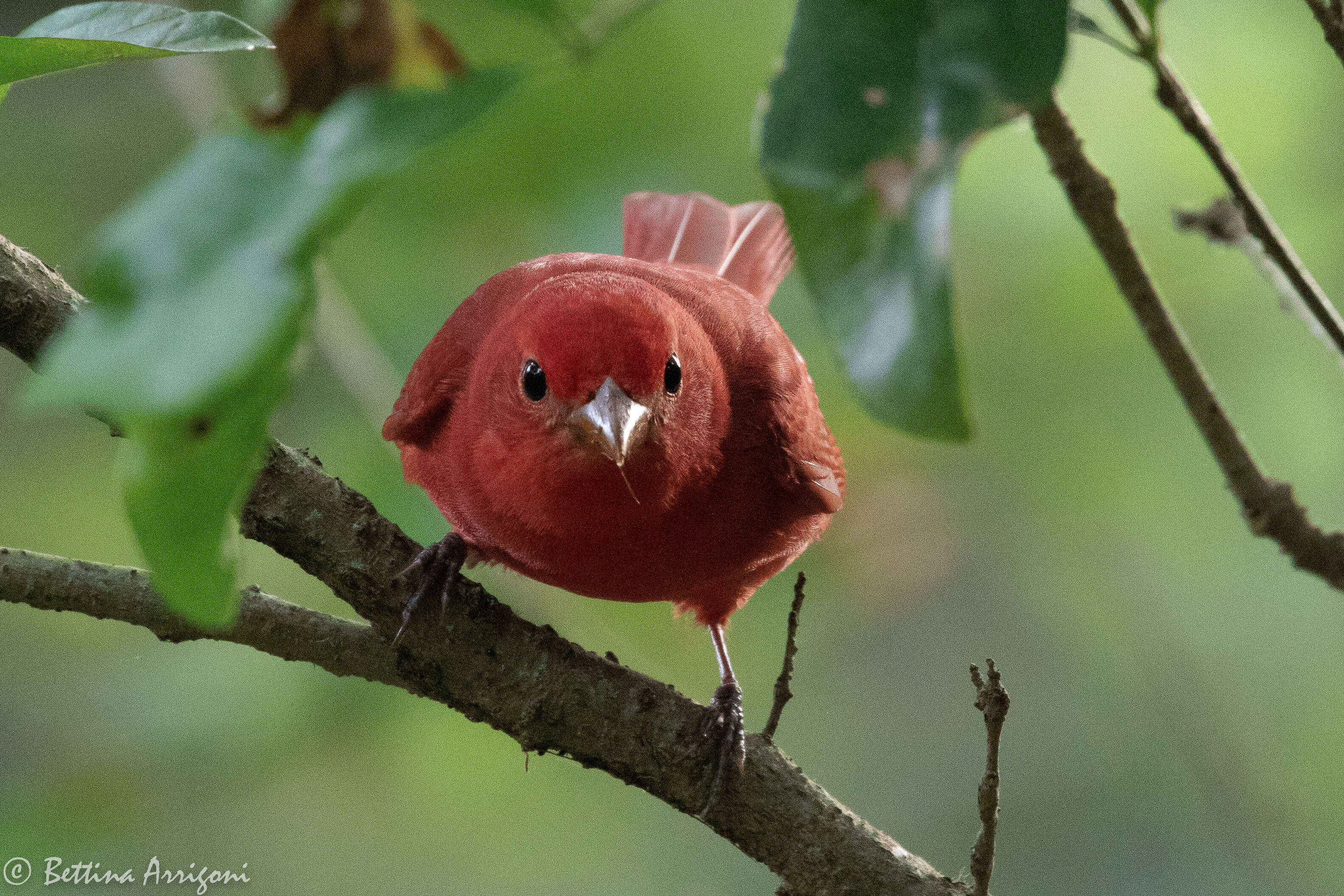 Image of Summer Tanager