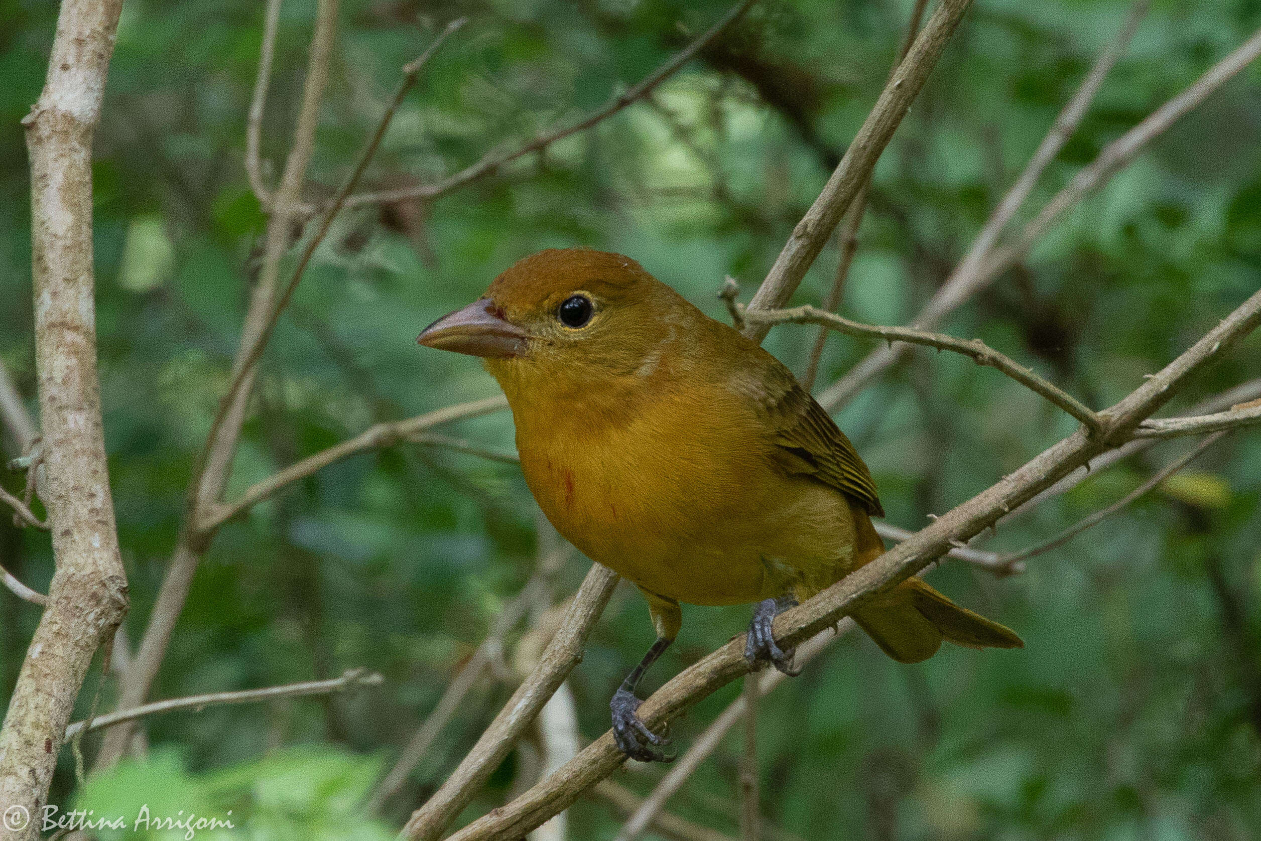 Image of Summer Tanager