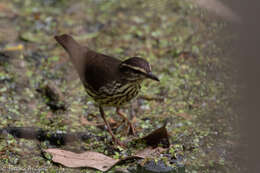 Image of Northern Waterthrush