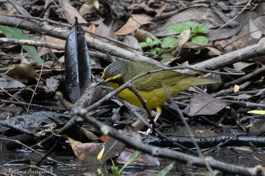 Geothlypis formosa (Wilson & A 1811) resmi