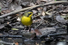 Geothlypis formosa (Wilson & A 1811) resmi