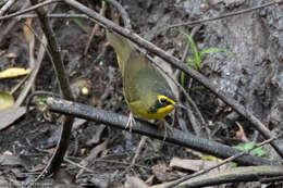 Geothlypis formosa (Wilson & A 1811) resmi