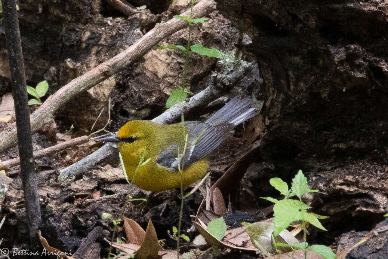 Image of Blue-winged Warbler