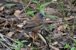 Image of Blue Grosbeak