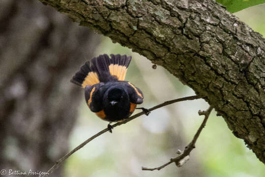 Image of American Redstart