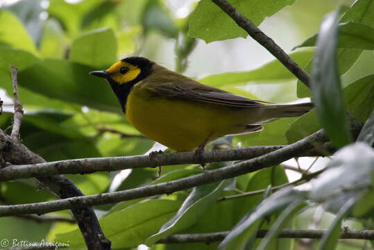 Image of Hooded Warbler