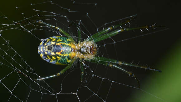 Image of Leucauge venusta (Walckenaer 1841)