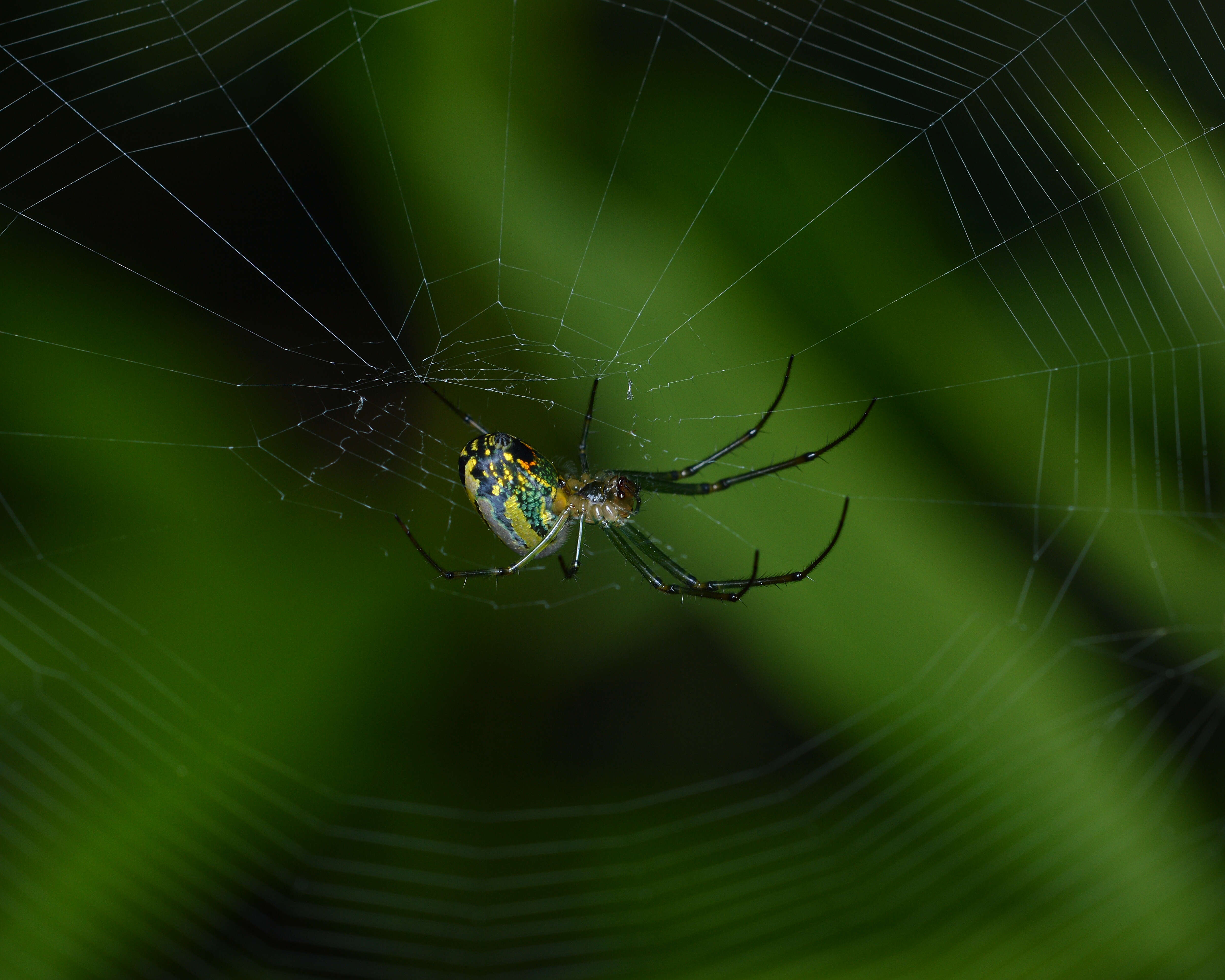 Image of Leucauge venusta (Walckenaer 1841)