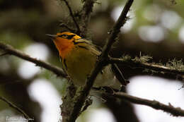 Image of Blackburnian Warbler