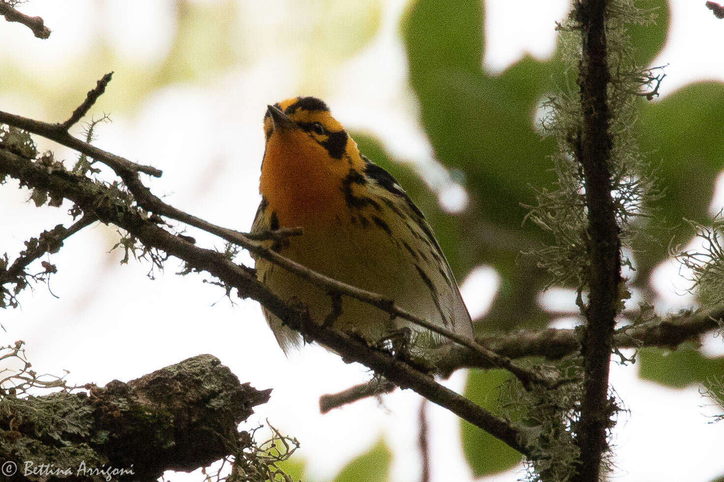 Plancia ëd Setophaga fusca (Müller & Pls 1776)