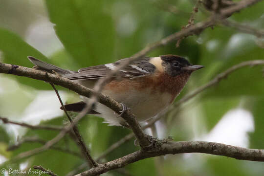 Image of Bay-breasted Warbler