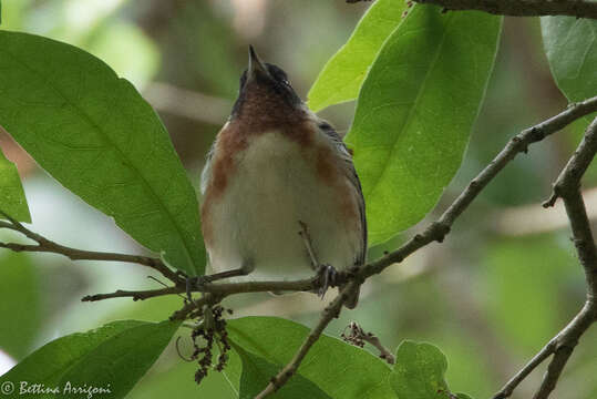 Imagem de Setophaga castanea (Wilson & A 1810)