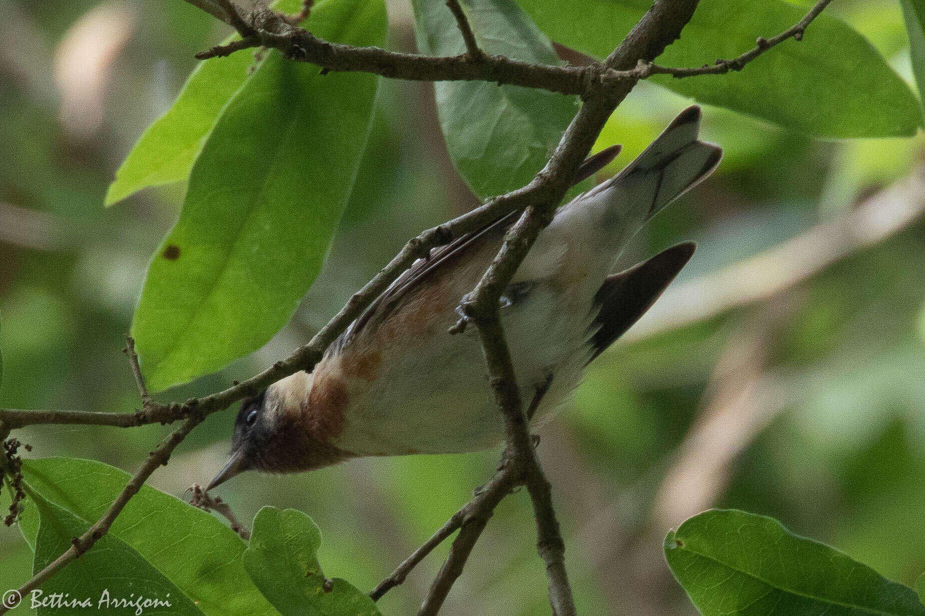 Image of Bay-breasted Warbler