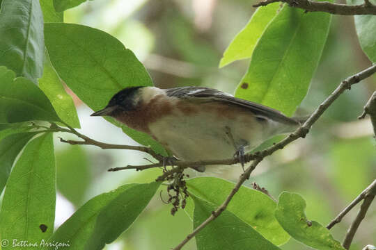 Image of Bay-breasted Warbler