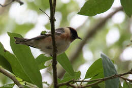 Setophaga castanea (Wilson & A 1810) resmi