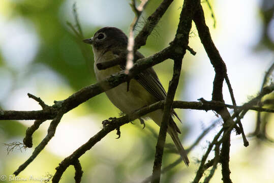 Image of Blue-headed Vireo