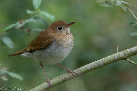 Image of Veery