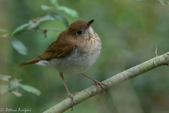 Image of Veery