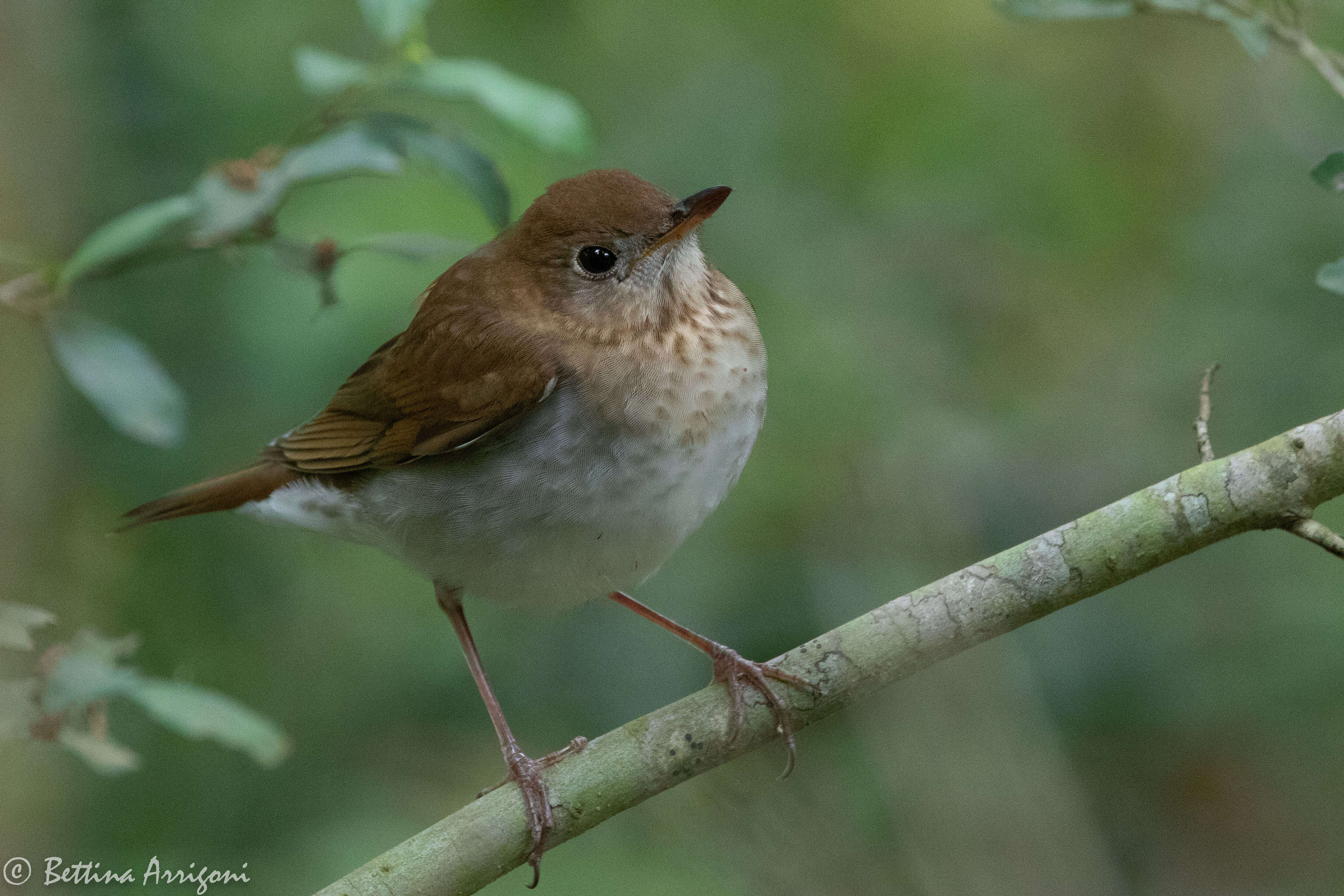 Image of Veery