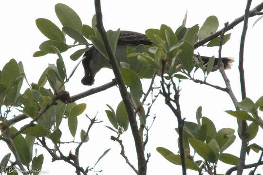 Image of Eastern Kingbird