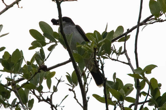 Image of Eastern Kingbird