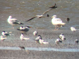 Image of Glaucous Gull