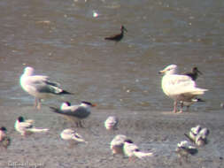 Image of Glaucous Gull