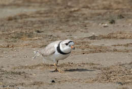 Image of Piping Plover