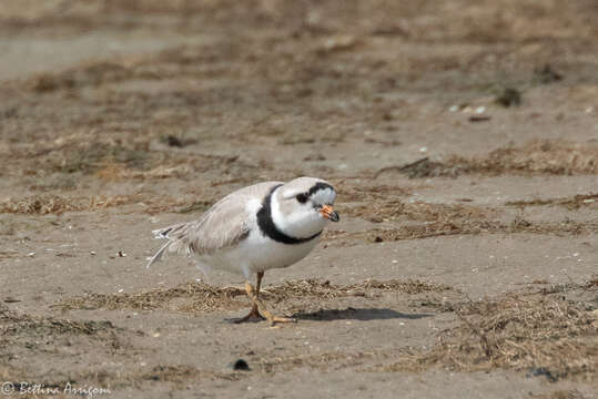 Image of Piping Plover