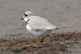 Image of Piping Plover