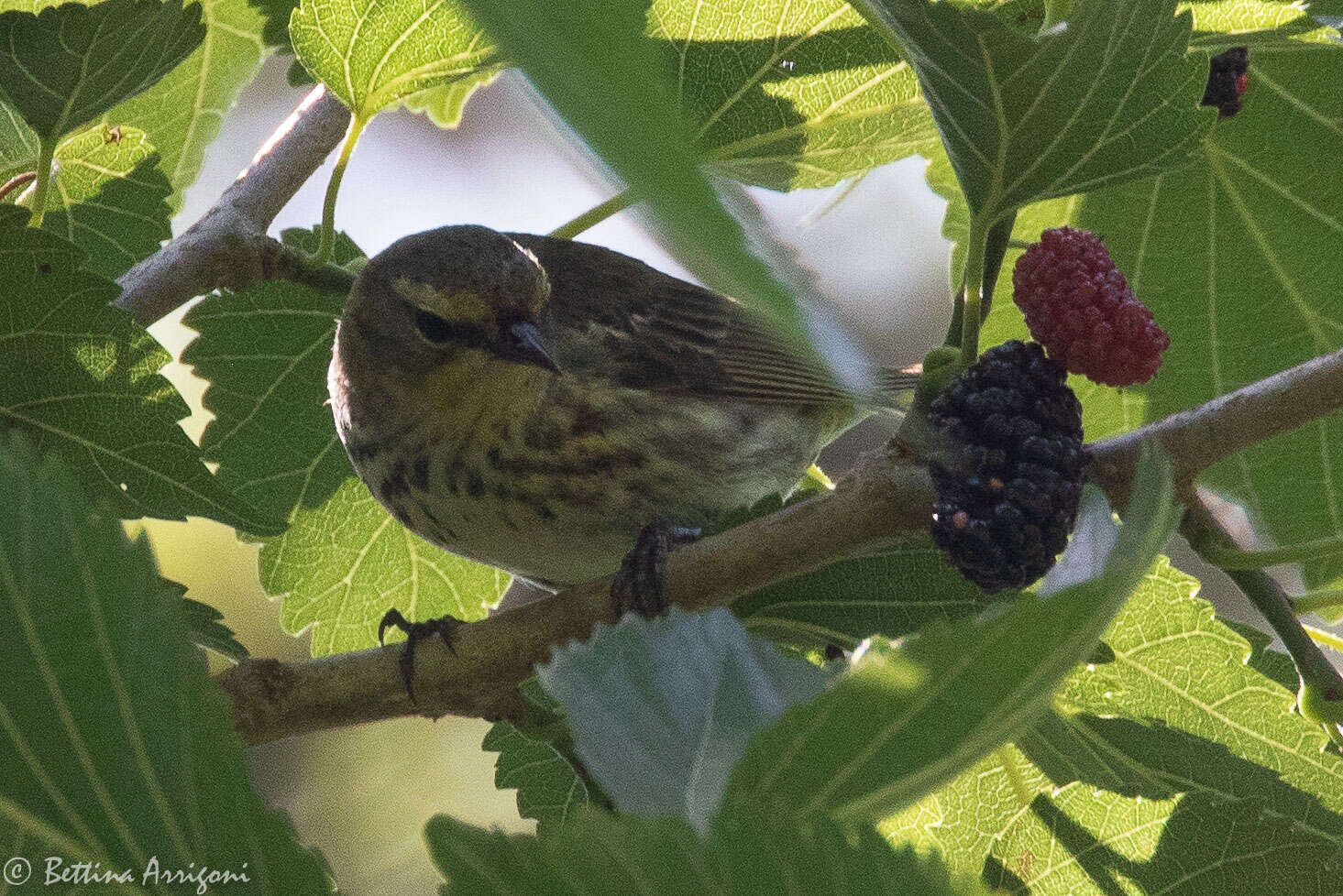 Image of Cape May Warbler