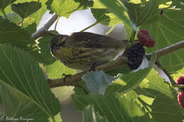 Image of Cape May Warbler