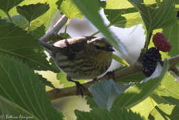 Image of Cape May Warbler