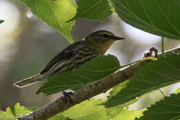 Image of Cape May Warbler