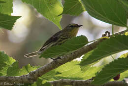 Image of Cape May Warbler