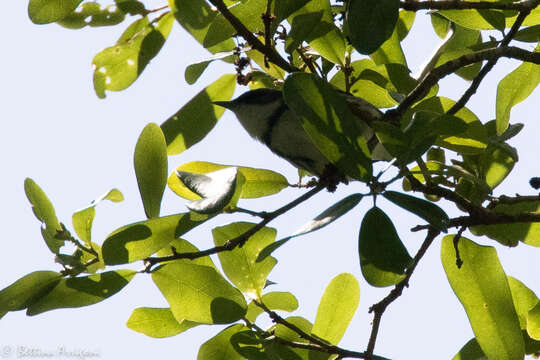 Image of Cerulean Warbler